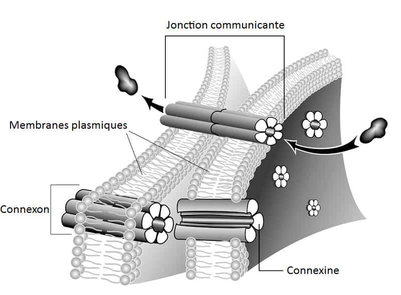 Les jonctions communicantes sont des structures permettant le passage de molécules ou de signaux électriques entre deux cellules. Insérées dans les deux membranes plasmiques adjacentes, ces jonctions sont constituées de deux <em>connexons</em>, eux-mêmes formés de 6 connexines. Crédit DR
