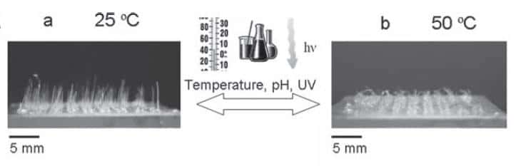 Les cils changent de morphologie après l'application de conditions environnementales différentes (température, pH, ultraviolets), de manière réversible. © <em>Advanced Functional Materials</em>