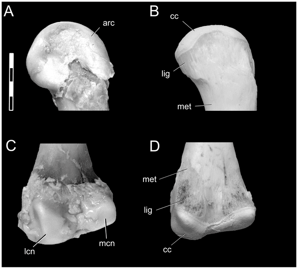 Visualisation des extrémités supérieure (haut) et inférieure (bas) d'un fémur d'alligator, avant (gauche) et après (droite) décomposition des tissus mous. Abréviations : arc, cartilage articulaire ; cc, cartilage calcifié ; lig, empreinte de ligament ; lfc, condyle fémoral latéral ; met, métaphyse ; mfc, condyle fémoral médian. La barre d’échelle représente 0,5 centimètre. © <em>Plos One</em>