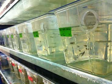 Les poissons-zèbres risquent de remplacer les souris dans les laboratoires de recherche sur le cancer et en ont déjà colonisé certains. © Patrick Gillooly