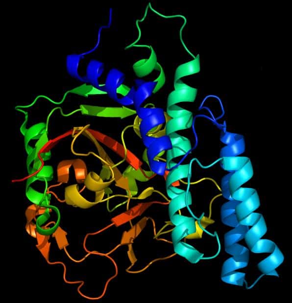 L'enzyme PARP1, dont on voit ici la structure moléculaire, est inhibée par l'iniparib. © Emw / Licence <em>Creative Commons</em> 