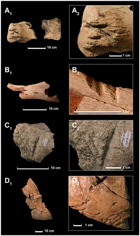 Quelques uns des fragments d'os de <em>T-rex</em> montrant des traces de morsures d'un autre <em>T-rex</em>. © Nicholas Longrich-Yale University