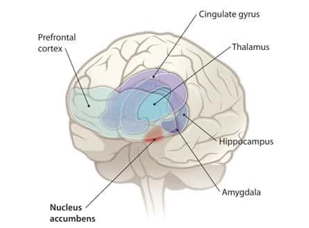 Le noyau accumbens (en rouge, <em>nucleus accumbens</em>) est situé au coeur du cerveau. © Y. Hammond, C. Bickel / <em>Science</em> 2010 AAAS