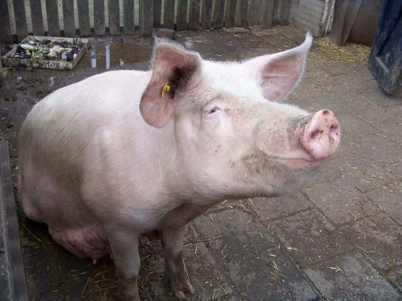 Des expériences réalisées sur des oreilles de porc ont montré que la barrière cutanée n'est pas étanche au bisphénol A. © DR