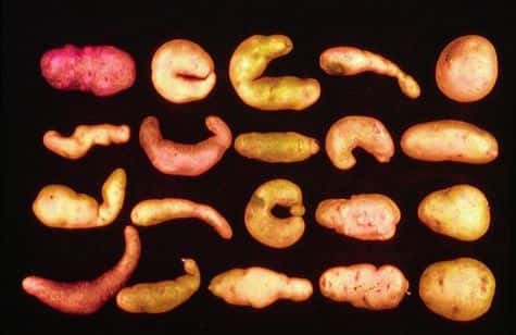 Des variétés primitives de pommes de terre.<br />© P. Rousselle, photothèque de l’Inra