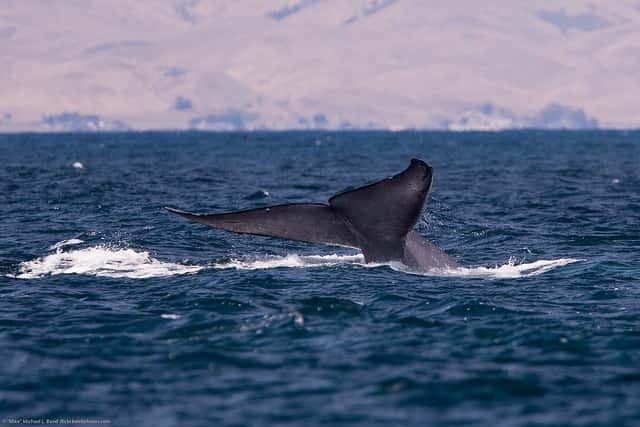 Pourquoi les Cétacés, comme cette baleine bleue, sont-ils si nombreux à présenter des coups de soleil ? © Mikebaird, Flickr, CC by 2.0