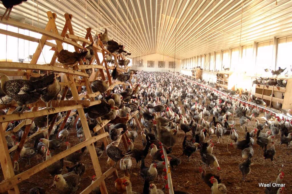 La grippe aviaire H5N1 se transmet de façon interespèce des oiseaux à l'homme, mais pas encore d'homme à homme. © SEKEM Biol102-F08, Flickr, CC by-nc-nd 3.0