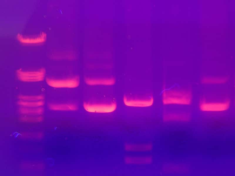 L'ADN peut être analysé sur des gels après électrophorèse et coloration, donnant des bandes visibles sous lumière ultra-violette. © Mnolf, Wikimedia, CC by-sa 3.0