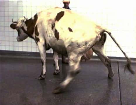 La maladie de la vache folle ou encéphalopathie spongiforme bovine (ESB) a provoqué des cas de variante de la maladie de Creutzfeldt-Jakob chez des consommateurs de viande bovine. © DR
