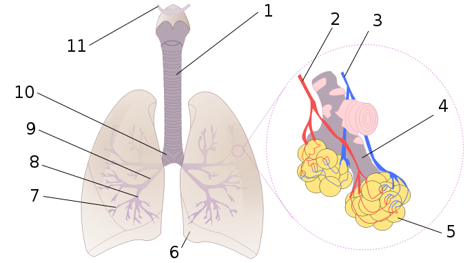 La trachée fait partie du système respiratoire. 1 : Trachée ; 2 : Veine pulmonaire ; 3 : Artère pulmonaire ; 4 : Conduit alvéolaire ; 5 : Alvéole ; 6 : Poumon ; 7 : Bronchioles ; 8 : Bronche tertiaire ; 9 : Bronche secondaire ; 10 : Bronche primaire ; 11 : Larynx. © Rastrojo, Wikimedia, CC by-sa 3.0