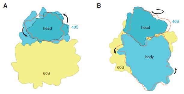Les deux sous-unités du ribosome eucaryote subissent une rotation de l'une par rapport à l'autre lors de la synthèse protéique. © M. Yusupov, <em>Science</em>
