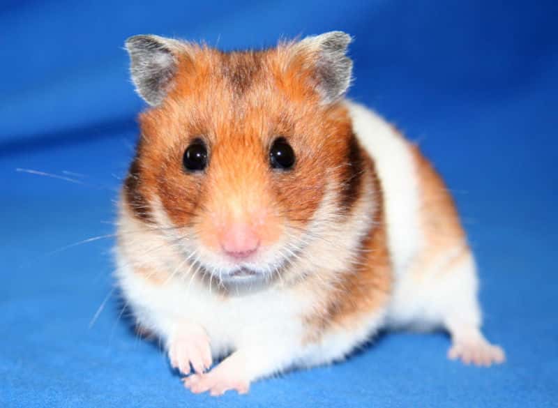 Les hamsters dorés ont un rythme circadien très précis et sont à ce titre souvent utilisés comme modèle animal. © Mandy, Wikimedia, CC by-sa 3.0