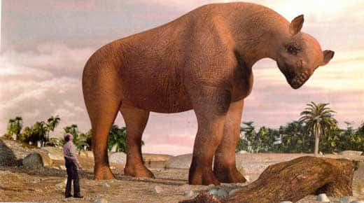 Le baluchitère, cousin du rhinocéros, découvert au Balouchistan, est à ce jour le plus grand mammifère terrestre connu. Il devait peser jusqu'à 20 tonnes. © 2001 Ex-Machina