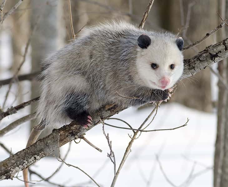 L'opossum est une espèce tampon pour la maladie de Lyme. © Cody Cope, Wikimedia, CC by-sa 2.5