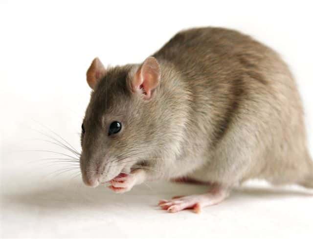 Les rats sont des bons animaux modèles d'une grande variété de maladies et de conditions, dont l'amnésie. © DR