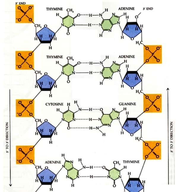 Sur ce schéma montrant la composition chimique d'un brin d'ADN, on voit clairement les atomes de phosphore, P, dans les carrés orange. Ce sont ces atomes de phosphore qui sont remplacés par de l'arsenic par la bactérie du lac Mono. © <a href="http://www.bioinformatique.eu" target="_blank">www.bioinformatique.eu</a>