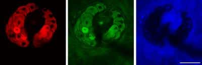 Grâce aux différentes liaisons chimiques, il est possible de visualiser les lipides (rouge), les protéines (vert) et l'eau (bleu) d'une glande sébacée de souris. © Brian Saar et Christian Freudiger