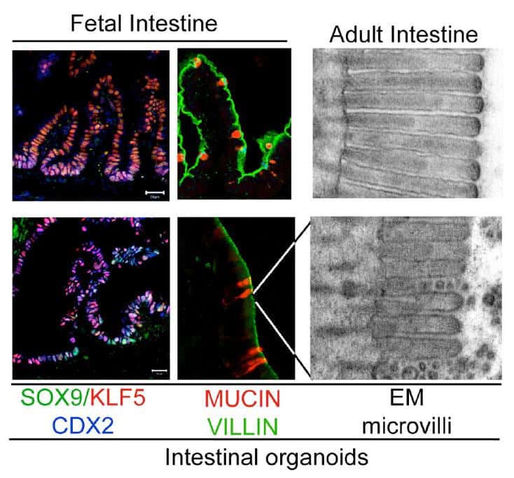 Les intestins synthétisés <em>in vitro</em> (images du bas) ressemblent beaucoup aux intestins formés naturellement chez la souris (images du haut). Les mêmes gènes sont activés (images en couleurs), et des microvillosités sont également visibles (image en noir et blanc). © <em>Nature</em>