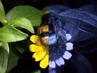 Les abeilles perçoivent la lumière ultraviolette (à droite), qui n'est pas dans le spectre de la lumière visible pour l'Homme (à gauche). © Klaus Schmitt