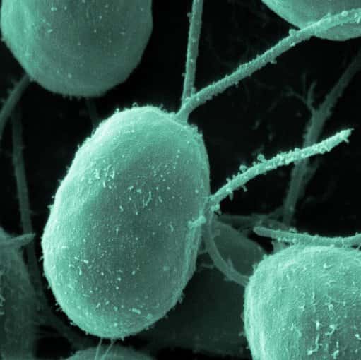 L'algue unicellulaire <em>Chlamydomonas reinhardtii</em> synthétise des grains d'amidon et pourrait permettre de fabriquer facilement des vaccins. © www.biologypictures.net