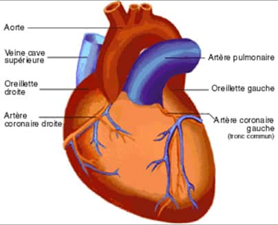 Schématisation du réseau coronarien. © Fédération française de cardiologie