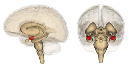 Les amygdales (en rouge) sont de petites structures cérébrales en amande, responsables des émotions et impliquées dans la gestion des réseaux sociaux. © <em>Life Science Databases</em>, Wikimedia, CC by-sa 2.1