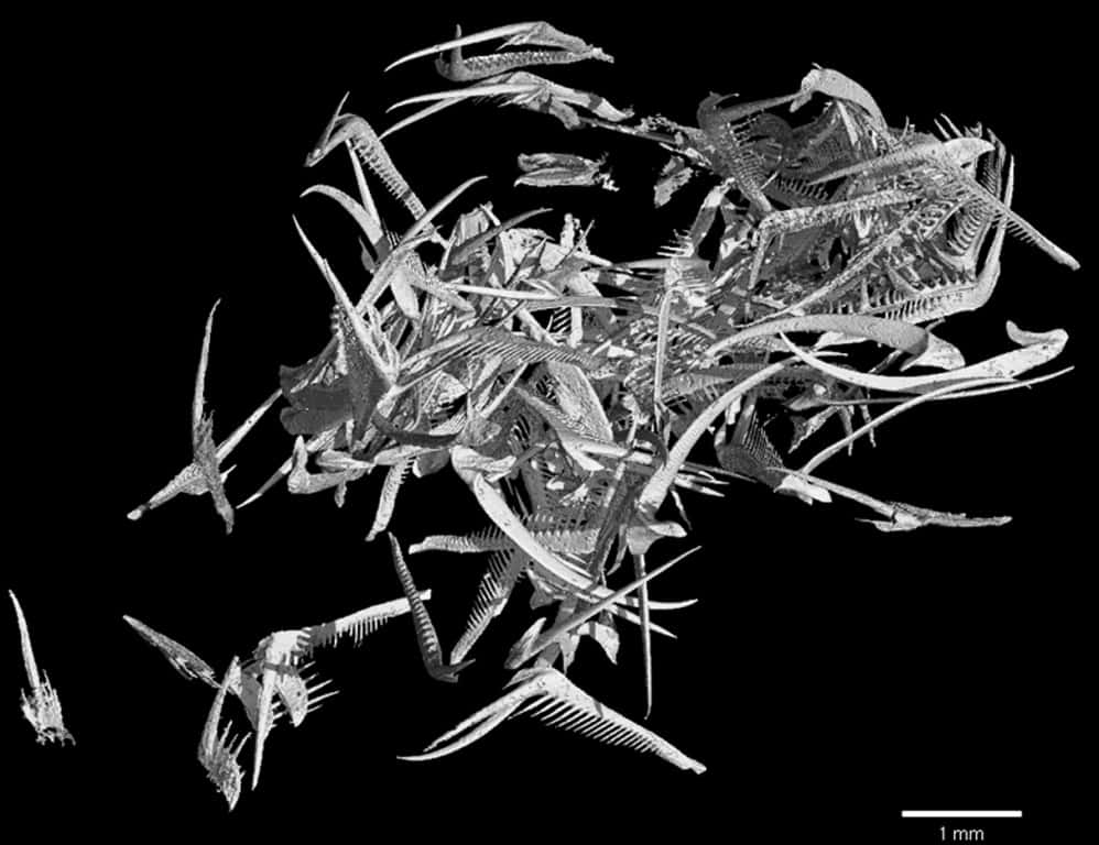 Reconstitution 3D des dents de la radula de Baculites sp. (AMNH 6653). © I. Kruta, MNHN