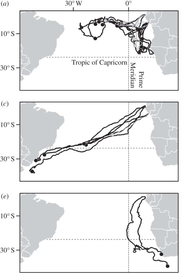 Trois grands groupes de migrations différentes des tortues Luth ont été observées (de haut en bas) : vers l'Atlantique équatorial, l'Amérique du Sud ou l'Afrique du Sud. © <em>Proceedings of the Royal Society B.</em>