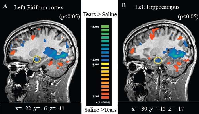 Les images combinées des cerveaux, obtenues par IRM fonctionnelles, montrent que les zones impliquées dans l'olfaction (A-cortex piriforme et B-hippocampe) sont activées par la respiration de larmes (zone bleue). © <em>Science</em>