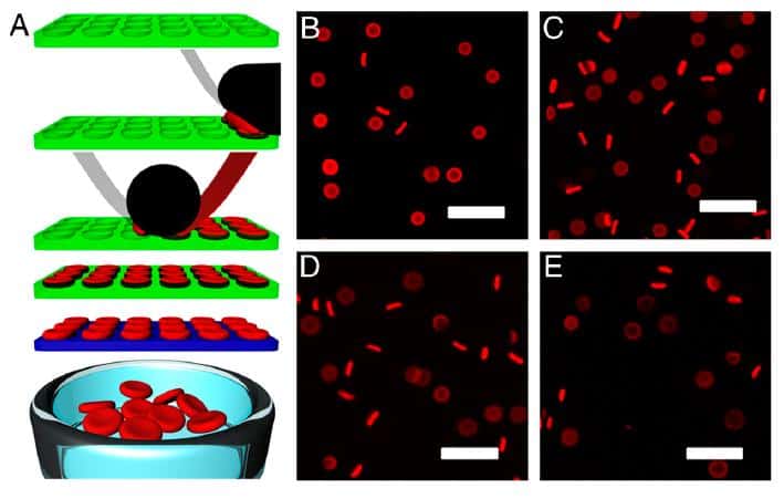 Des globules rouges en hydrogel sont obtenus par micromoulage (A). Différentes concentrations en <em>cross-linker</em> induisent des particules d'hydrogel de même forme mais plus ou moins flexibles (B, C, D, E). © <em>PNAS</em>