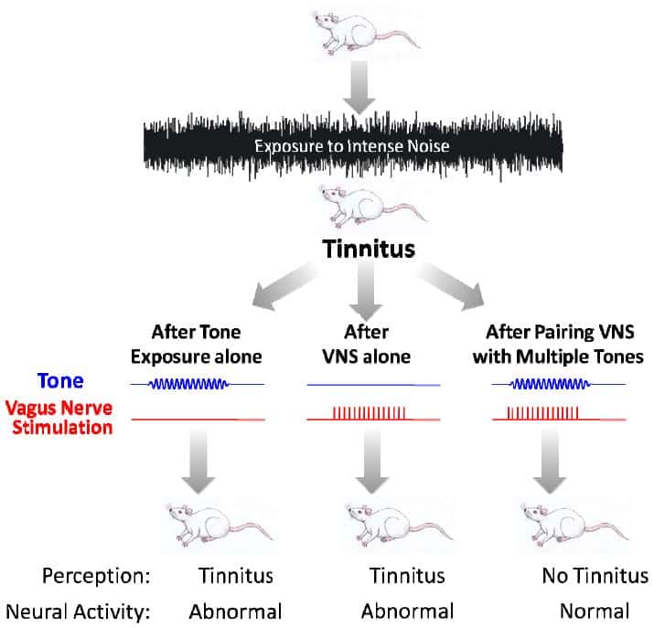 Schéma de l'expérience réalisée. Des rats sont soumis à un bruit intense (<em>exposure to intense noise</em>) pour provoquer des acouphènes (<em>tinnitus</em>). Ces rats sont ensuite soumis à une fréquence (<em>tone</em>, en bleu), à une stimulation du nerf vague (<em>vagus nerve stimulation</em>, en rouge) ou aux deux simultanément. Seule la troisième solution est efficace pour éliminer les acouphènes (<em>no tinnitus</em>) et rétablir une activité neuronale normale. © <em>Nature</em>