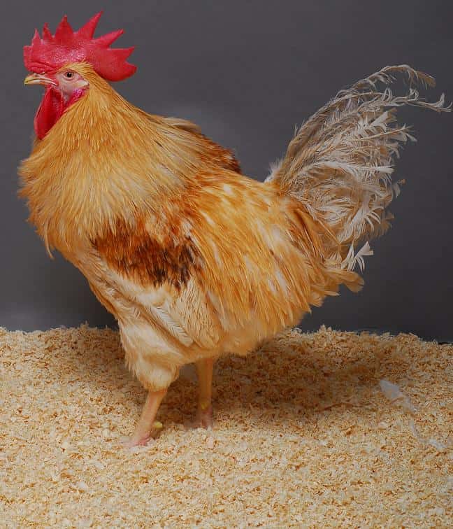 Les poulets OGM seront-ils appréciés des consommateurs ? © Université d'Edimbourg