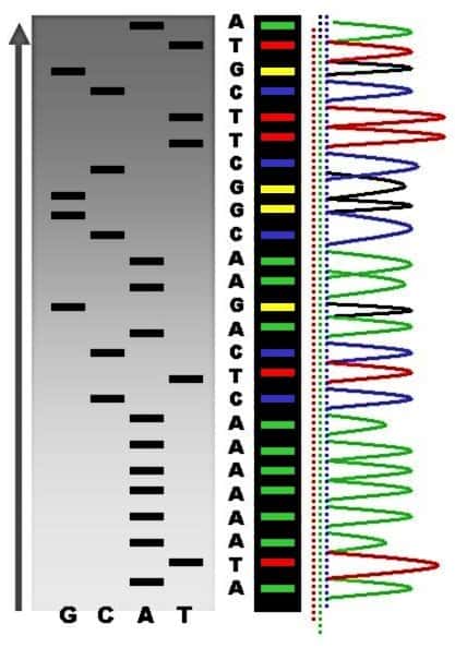La séquence peut se lire à l'œil sur un gel d'acrylamide grâce aux bandes radioactives visibles dans chaque poche (à gauche, en noir et blanc), ou au séquenceur capable de détecter les intensités de fluorescence de chaque bande (à droite, en couleurs). © Abizar, Wikimedia, CC by-sa 2.5