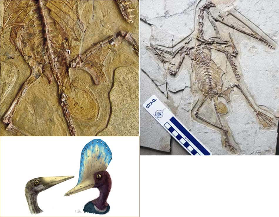 Les restes fossiles de<em> Mrs T</em> avec une représentation d'artiste en bas à gauche d'une femelle dépourvue de crête et d'un mâle. L'œuf est bien visible sur l'image en haut à droite. © De gauche à droite en descendant <em>Science</em>/AAAS, Mark Witton/<em>University of Portsmouth,</em> Junchang Lu
