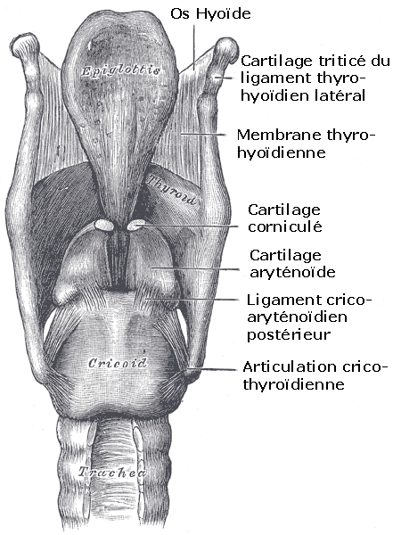 Le larynx est une structure cartilagineuse, étroitement associée à la thyroïde et à la trachée. © Wikimedia <em>Commons</em>