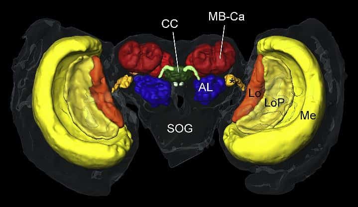 Le complexe central (CC, en vert), une région du cerveau du papillon monarque, renferme le compas solaire. © <em>Neuron</em>