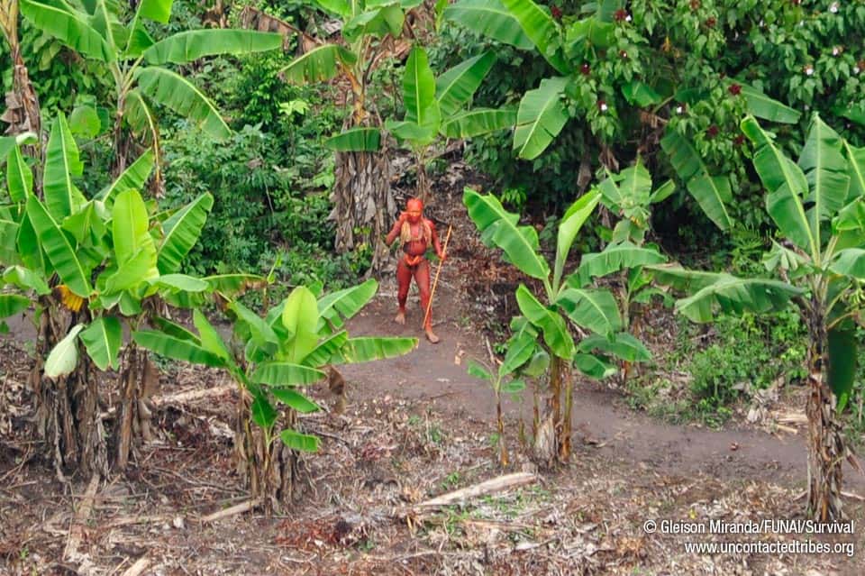 Un Indien, enduit de roucou, une peinture corporelle rouge, photographié au milieu d'une bananeraie. © Gleison Miranda/Funai/Survival (site <a href="http://www.uncontactedtribes.org/photosbresil" title="Des photos uniques d&#039;Indiens isolés du Brésil" target="_blank">Survival France</a>)