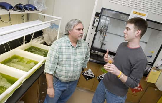 Les algues peuvent être facilement cultivées en laboratoire. © A. Sue Weisler, RIT