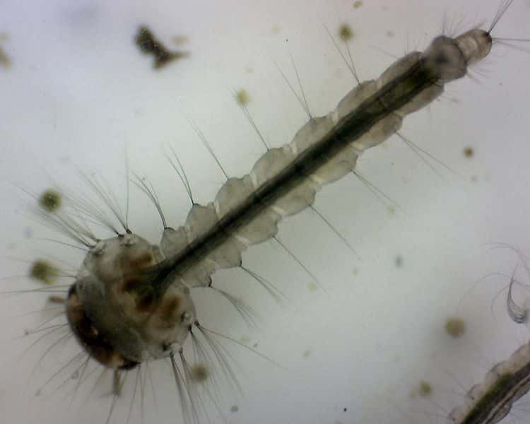 Les larves de moustiques sont faciles à collecter dans les eaux stagnantes. © Sven Petersen, Wikimedia, domaine public