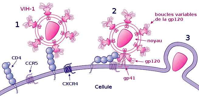 Pour infecter, le virus du Sida nécessite la présence du récepteur CD4 et d'un corécepteur (CCR5 ou CXCR4) à la surface de la cellule. © Sanao, Wikimedia, domaine public