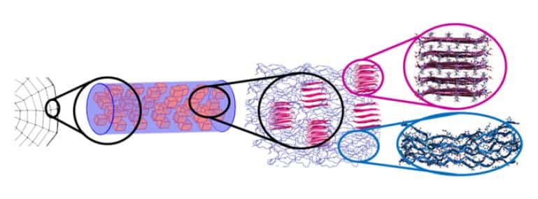 La soie d'araignée est constituée de composants cristallins très organisés (rose) et amorphes, plus désordonnés (bleu). © <em>Biophysical Journal</em>