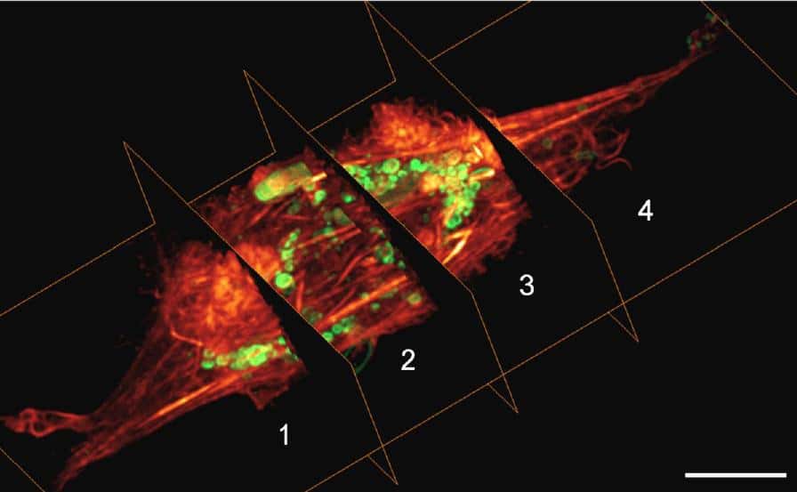 Les cellules peuvent être observées en temps réel et en 3D ! © Thomas A. Planchon <em>et al.</em>, <em>Nature Methods</em>