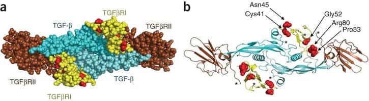 Le récepteur cellulaire TGFBR1 interagit avec un dimère de molécules TGFß, grâce à son association avec an autre récepteur, TGFBR2 (a). Des mutations empêchent le bon fonctionnement de cette interaction ou de la transmission du signal (b). © Nature Genetics