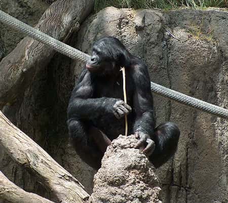 Un chimpanzé occupé à cueillir des termites avec une baguette. Entre lui et nous, il y a des gènes en plus mais aussi des gènes en moins... © Mike Richey – <em>GNU Free Documentation License, Version 1.2</em>