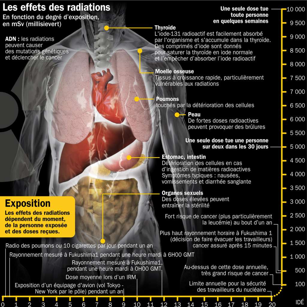 Les effets d'une exposition aux radiations. © Ide