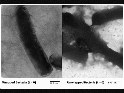 L'image de gauche montre une bactérie protégée de la déshydratation par son enveloppe en graphène. Celle de droite, toujours avec un microscope électronique, montre que les bactéries se contractent en perdant de l'eau. © <em>Kansas State University</em>