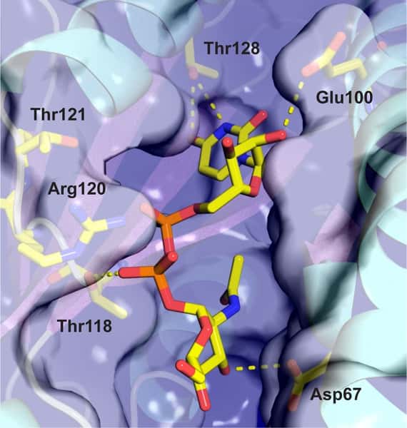 La molécule UNAG entre parfaitement dans le site actif de la toxine PezT pour y être phosphorylée. © <em>Plos Biology</em>
