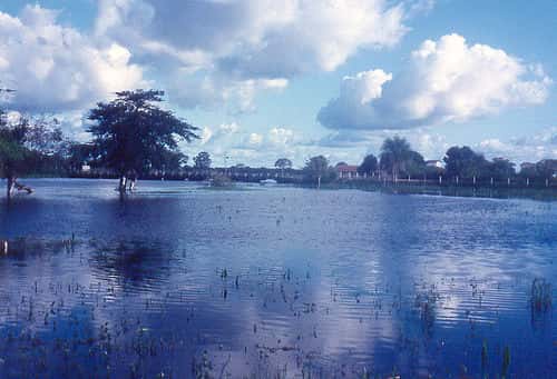 Le Pantanal est l'une des régions amazoniennes touchées par des crues annuelles. © Claudyo Casares, Wikimedia, domaine public
