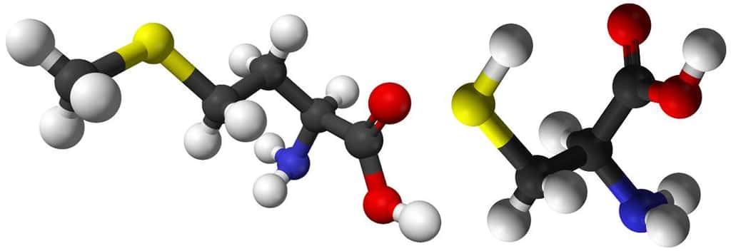 La méthionine (à gauche) et la cystéine (à droite) sont les deux acides aminés retrouvés dans les organismes vivants qui possèdent un atome de soufre (en jaune). © Domaine public