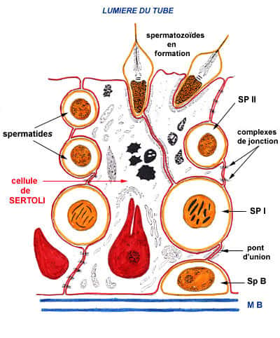Les spermatozoïdes sont issus du processus de spermatogenèse (du bas vers le haut). Sp B : spermatogonie ; SP I et SP II : spermatocytes I et II. © Nicole Vacheret